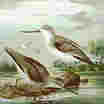 Terek Sandpiper